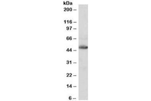 Western blot testing of human heart lysate with IDH2 antibody at 0. (IDH2 抗体)