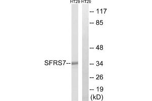 Western blot analysis of extracts from HT-29 cells, using SFRS7 antibody. (SFRS7 抗体  (Internal Region))