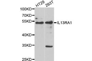 Western blot analysis of extracts of various cell lines, using IL13RA1 antibody (ABIN5973986) at 1/1000 dilution. (IL13 Receptor alpha 1 抗体)
