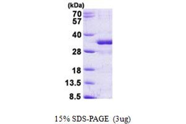 FGF14 Protein (AA 1-247) (His tag)