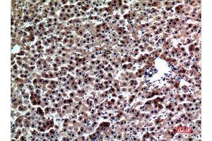 Immunohistochemistry (IHC) analysis of paraffin-embedded Rat liver, antibody was diluted at 1:100. (FGL1 抗体  (Internal Region))