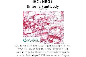 Image no. 1 for anti-Neuregulin 1 (NRG1) (Internal Region) antibody (ABIN5693648) (Neuregulin 1 抗体  (Internal Region))