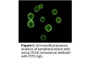 Image no. 2 for anti-CD34 (CD34) antibody (ABIN232132) (CD34 抗体)