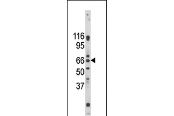 GPR37 抗体  (C-Term)
