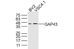 Lane 1: BV2 Cell lysates; Lane 2: VSC4. (GAP43 抗体)