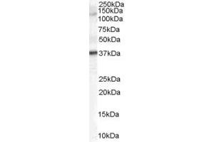 Western Blotting (WB) image for anti-Cyclin J-Like (CCNJL) (Middle Region) antibody (ABIN2791169) (CCNJL 抗体  (Middle Region))