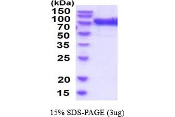 Glucuronidase beta Protein (AA 23-651) (His tag)