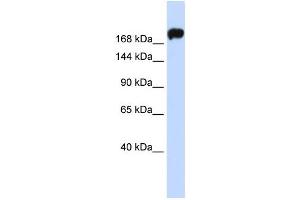 Western Blotting (WB) image for anti-Myosin 9 (MYH9) antibody (ABIN2459164) (Myosin 9 抗体)