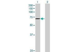 Lane 1: INTS9 transfected lysate ( 73. (RC74 293T Cell Transient Overexpression Lysate(Denatured))