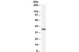 Western blot testing of NIH3T3 cell lysate with ARA9 antibody at 0. (AIP 抗体)