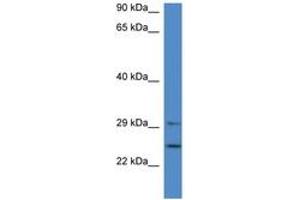 Image no. 1 for anti-14-3-3 alpha + beta (YWHAB) (AA 70-119) antibody (ABIN6746013) (YWHAB 抗体  (AA 70-119))