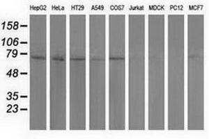 Image no. 2 for anti-Pseudouridylate Synthase 7 Homolog (PUS7) antibody (ABIN1500516) (PUS7 抗体)