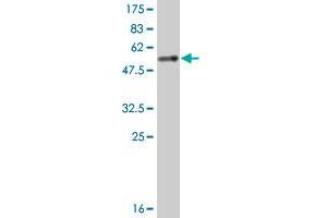 Western Blot detection against Immunogen (52. (YWHAB 抗体  (AA 1-246))