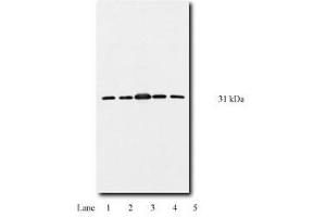 Image no. 1 for anti-14-3-3 theta (YWHAQ) antibody (ABIN201533) (14-3-3 theta 抗体)