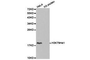 Western Blotting (WB) image for anti-Histone 3 (H3) (H3K79me) antibody (ABIN1873006) (Histone 3 抗体  (H3K79me))