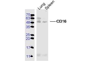 Western Blotting (WB) image for anti-CD16a, CD16b (AA 131-230) antibody (ABIN761381)