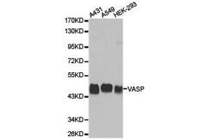 Western Blotting (WB) image for anti-Vasodilator-Stimulated phosphoprotein (VASP) antibody (ABIN1875310) (VASP 抗体)