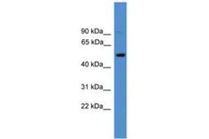 Image no. 1 for anti-CD4 (CD4) (C-Term) antibody (ABIN6745397) (CD4 抗体  (C-Term))