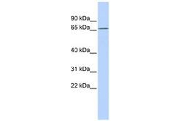 KCNG1 抗体  (AA 108-157)