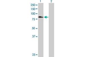 Western Blot analysis of C1S expression in transfected 293T cell line by C1S MaxPab polyclonal antibody. (C1S 抗体  (AA 1-688))