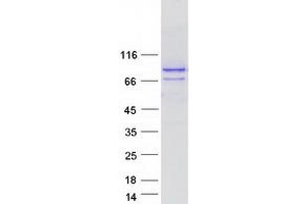 SPG20 Protein (Transcript Variant 3) (Myc-DYKDDDDK Tag)