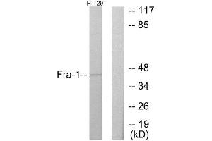Western Blotting (WB) image for anti-FOS-Like Antigen 1 (FOSL1) (Internal Region) antibody (ABIN1849181) (FOSL1 抗体  (Internal Region))
