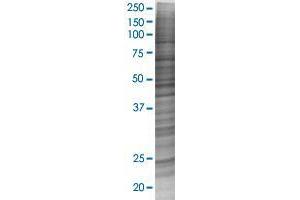 PTRH1 transfected lysate. (PTRH1 293T Cell Transient Overexpression Lysate(Denatured))