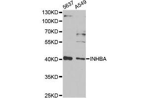 Western blot analysis of extracts of various cell lines, using INHBA antibody (ABIN2563435) at 1:1000 dilution. (INHBA 抗体)