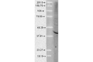 Western Blot analysis of Human Cell lysates showing detection of Aha1 protein using Rat Anti-Aha1 Monoclonal Antibody, Clone 25F2. (AHSA1 抗体  (FITC))