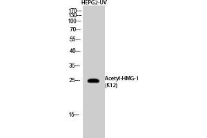 Western Blot analysis of NIH-3T3, HepG2-UV cells using Acetyl-HMG-1 (K12) Polyclonal Antibody. (HMGB1 抗体  (acLys12))