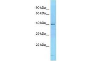 Image no. 1 for anti-CD68 Molecule (CD68) (N-Term) antibody (ABIN6748455) (CD68 抗体  (N-Term))