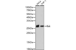 Western blot analysis of extracts of various cell lines, using (ABIN6129983, ABIN6135533, ABIN6135534 and ABIN7101358) at 1:500 dilution. (BAK1 抗体)