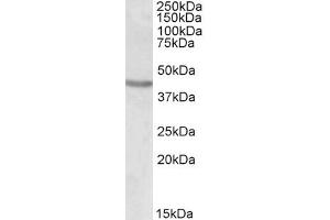 Western Blotting (WB) image for anti-POU Class 3 Homeobox 2 (POU3F2) antibody (ABIN5904281) (POU3F2 抗体)