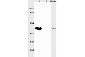 SDS-PAGE (SDS) image for anti-CD33 (CD33) (AA 101-200) antibody (ABIN687607)