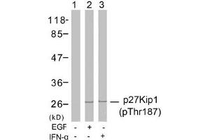 Western blot analysis of extracts from Hela cells untreated or treated with EGF, IFN-a using p27Kip1(Phospho-Thr187) Antibody. (CDKN1B 抗体  (pThr187))