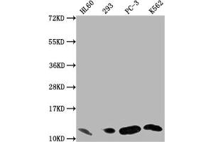 Western Blot Positive WB detected in: HL60 whole cell lysate, 293 whole cell lysate, PC-3 whole cell lysate, K562 whole cell lysate All lanes: MIF antibody at 1:1500 Secondary Goat polyclonal to rabbit IgG at 1/50000 dilution Predicted band size: 13 kDa Observed band size: 13 kDa (Recombinant MIF 抗体)