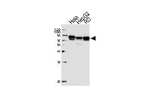 Western blot analysis of lysates from Hela, HepG2, RD cell line (from left to right), using PRKAG3 Antibody (C-term) (ABIN1537314 and ABIN2848560). (PRKAG3 抗体  (C-Term))