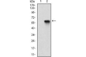 Fig. (PPARGC1B 抗体  (AA 195-414))