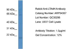 WB Suggested Anti-LTA4H  Antibody Titration: 0. (LTA4H 抗体  (N-Term))