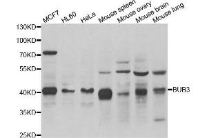 Western blot analysis of extracts of various cell lines, using BUB3 antibody. (BUB3 抗体)