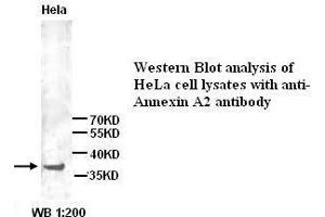 Image no. 1 for anti-Annexin A2 (ANXA2) (N-Term) antibody (ABIN1494341) (Annexin A2 抗体  (N-Term))