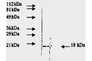 Western Blotting (WB) image for anti-Fibroblast Growth Factor 2 (Basic) (FGF2) antibody (ABIN452474) (FGF2 抗体)