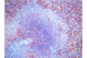 Immunohistochemistry (IHC) image for Mouse anti-Pig IgM antibody (ABIN400639) (小鼠 anti-Pig IgM Antibody)