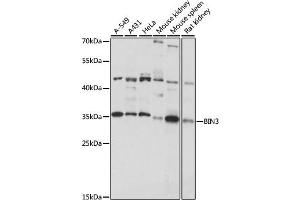 Western blot analysis of extracts of various cell lines, using BIN3 antibody (ABIN7265931) at 1:1000 dilution. (BIN3 抗体  (AA 1-253))