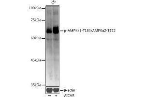 Western blot analysis of extracts of C6 cells, using Phospho-AMPKa1-T183/AMPKa2-T172 antibody (ABIN3020441, ABIN3020442, ABIN3020443 and ABIN1681942) at 1:1000 dilution. (AMPK alpha 抗体  (pThr172))