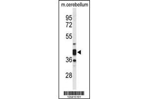 Western blot analysis of CYTH3 Antibody in mouse cerebellum tissue lysates (35ug/lane) (Cytohesin 3 抗体  (C-Term))