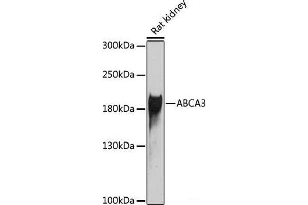 ABCA3 抗体