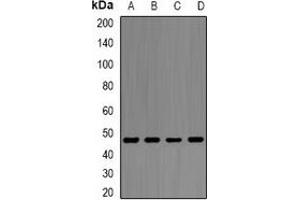 Western blot analysis of Alpha-enolase expression in PC3 (A), Ramos (B), Hela (C), THP1 (D) whole cell lysates. (ENO1 抗体)