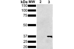 Western Blot analysis of Pseudomonas aeruginosa Metallothionein (PmtA) GST tagged showing detection of 36 kDa Metallothionein protein using Mouse Anti-Metallothionein Monoclonal Antibody, Clone 1F5 (ABIN5650683). (Metallothionein 抗体  (Atto 594))