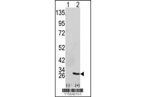 Western blot analysis of GRB2 using GRB2 Antibody using 293 cell lysates (2 ug/lane) either nontransfected (Lane 1) or transiently transfected with the GRB2 gene (Lane 2). (GRB2 抗体  (AA 89-118))